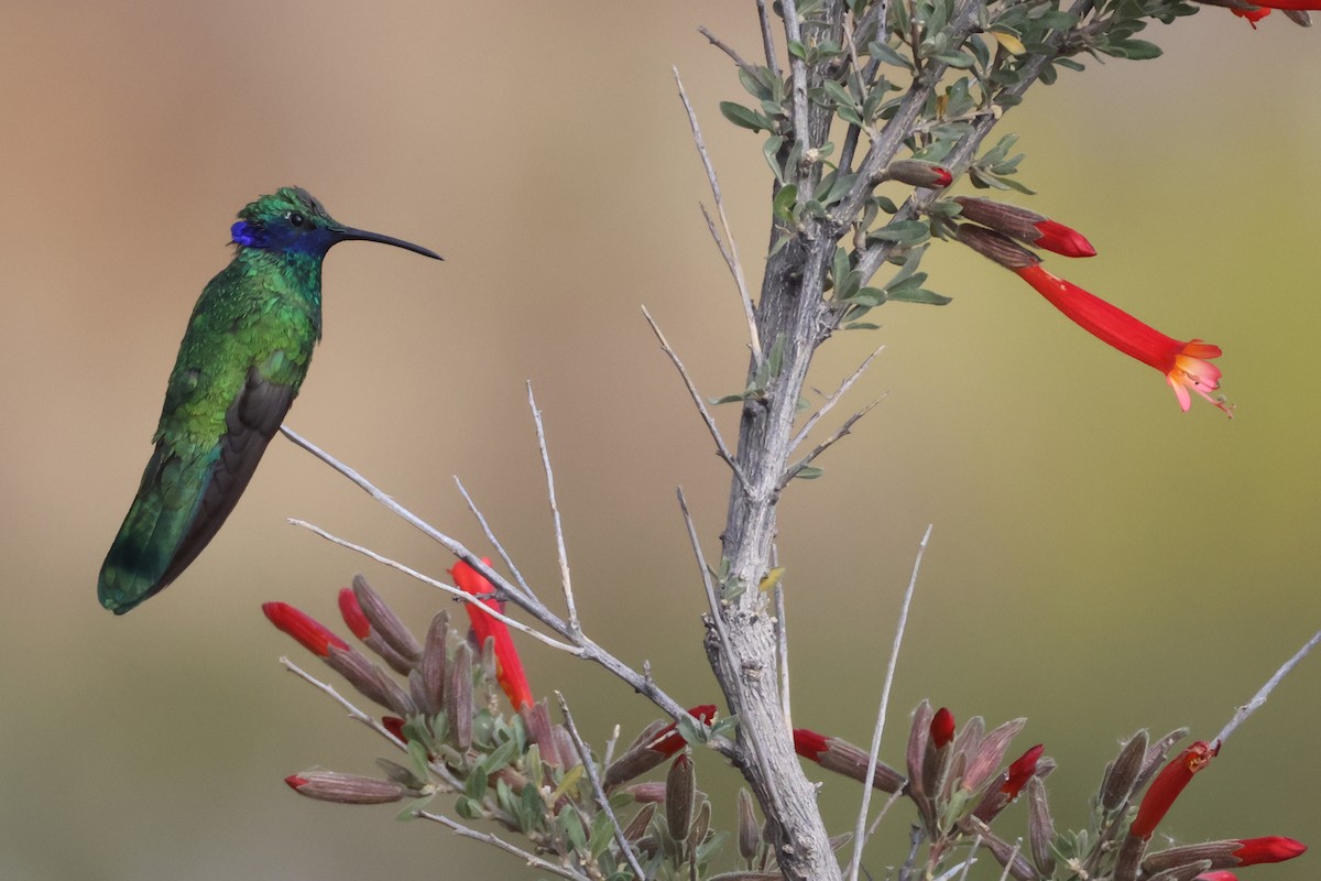 Sparkling Violetear - ML647503440