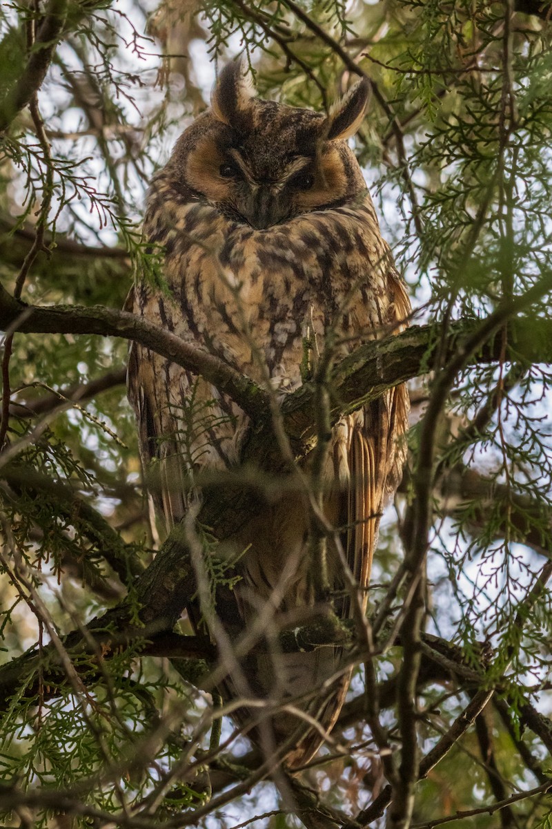 Сова вухата - ML647503441