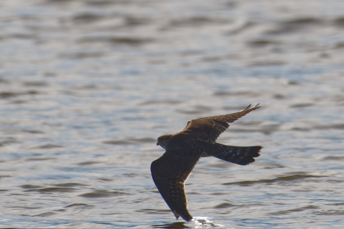 Підсоколик малий - ML647503442