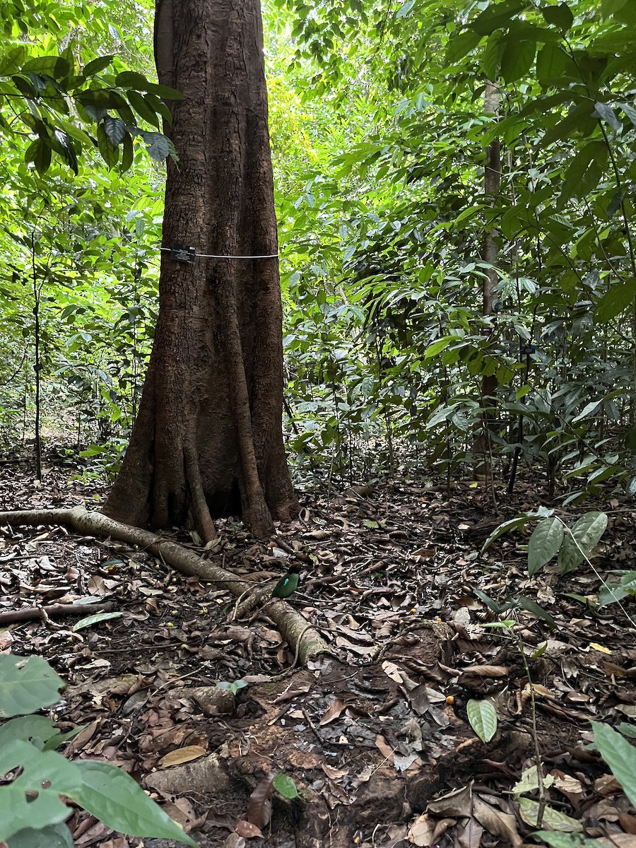 Піта західна - ML647503443