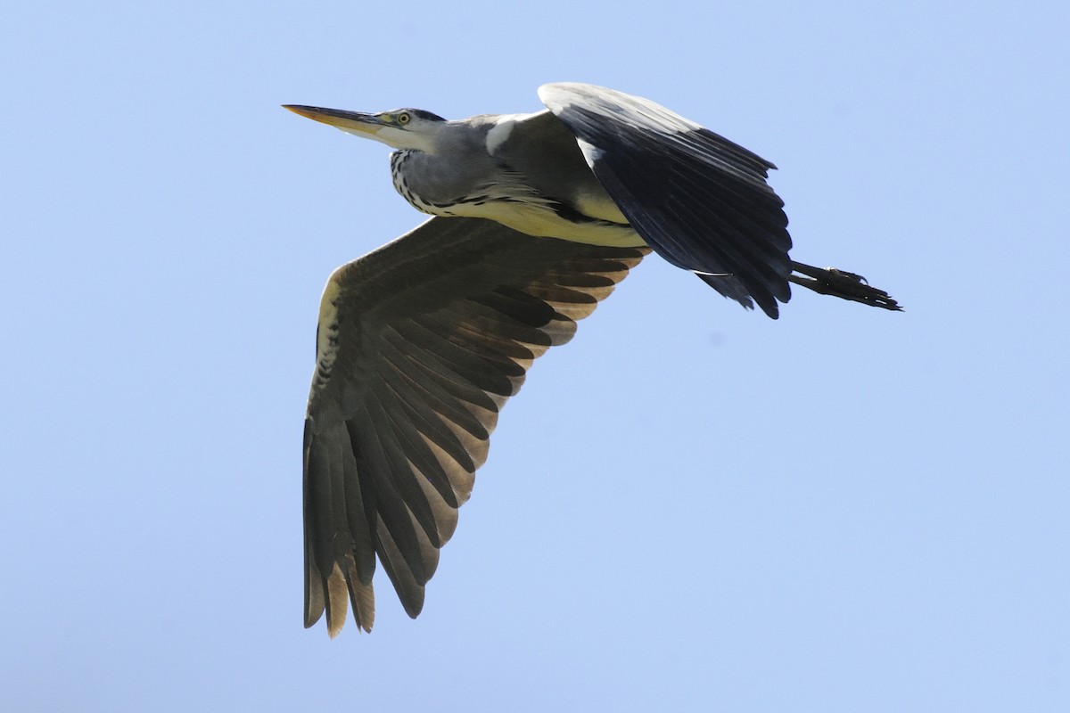 Чапля сіра - ML647503446