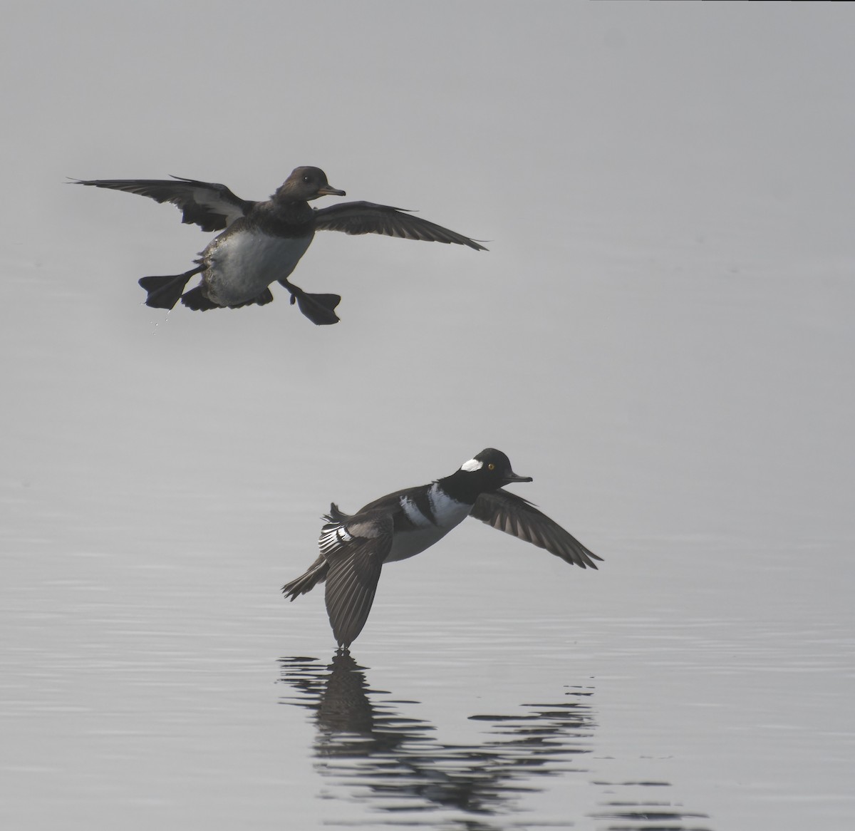 Крех жовтоокий - ML647503447