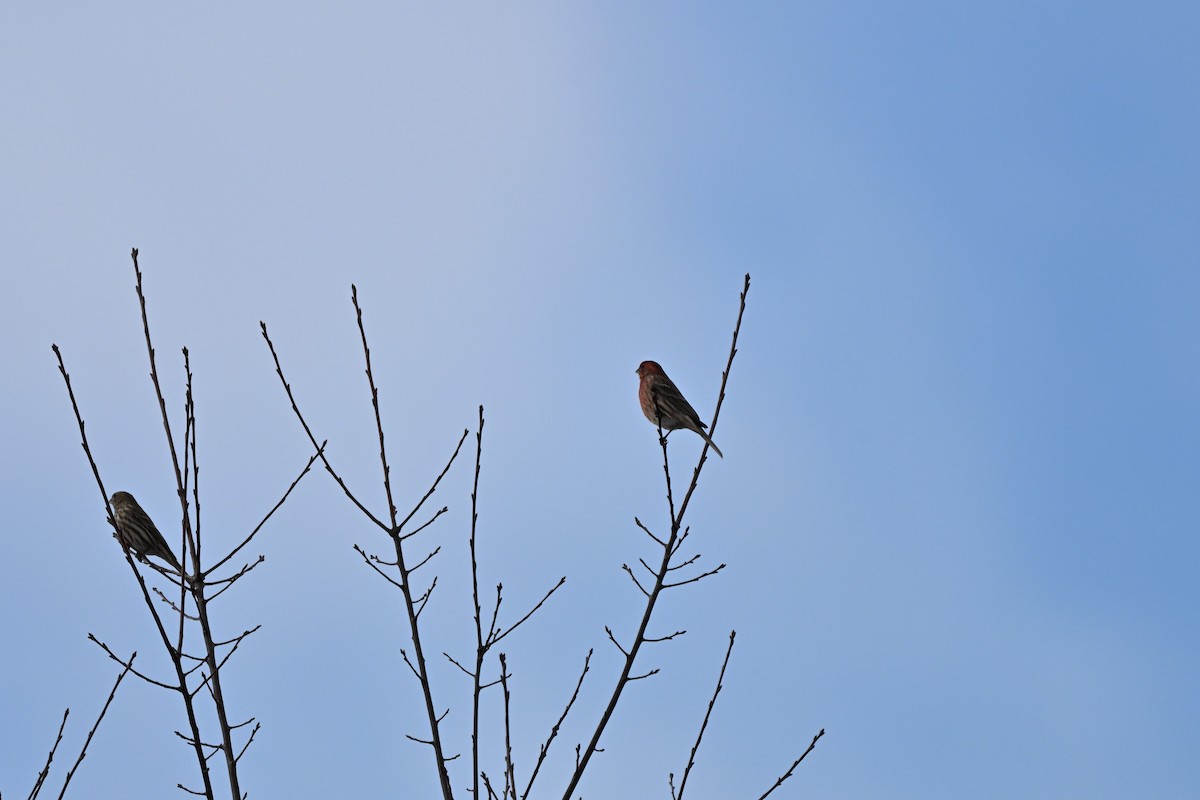 Чечевиця садова - ML647503448