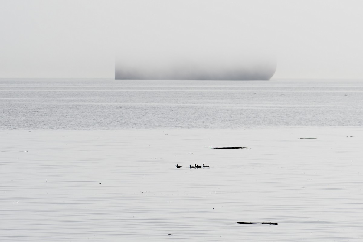 Турпан білолобий - ML647503449