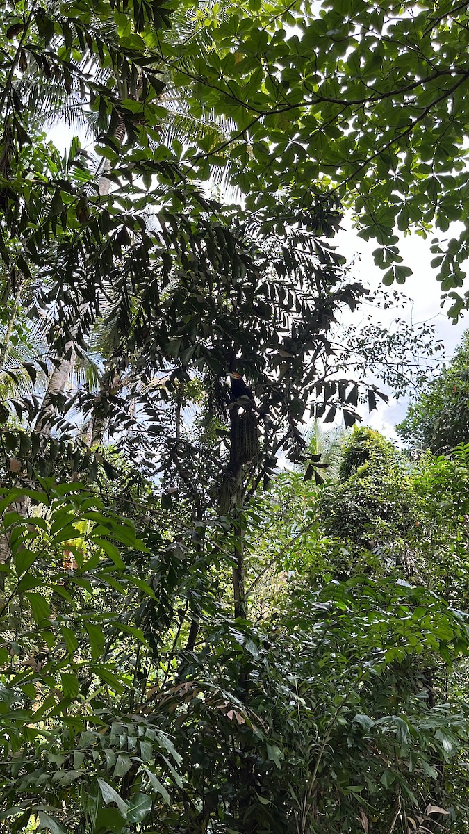 Гомрай великий - ML647503450