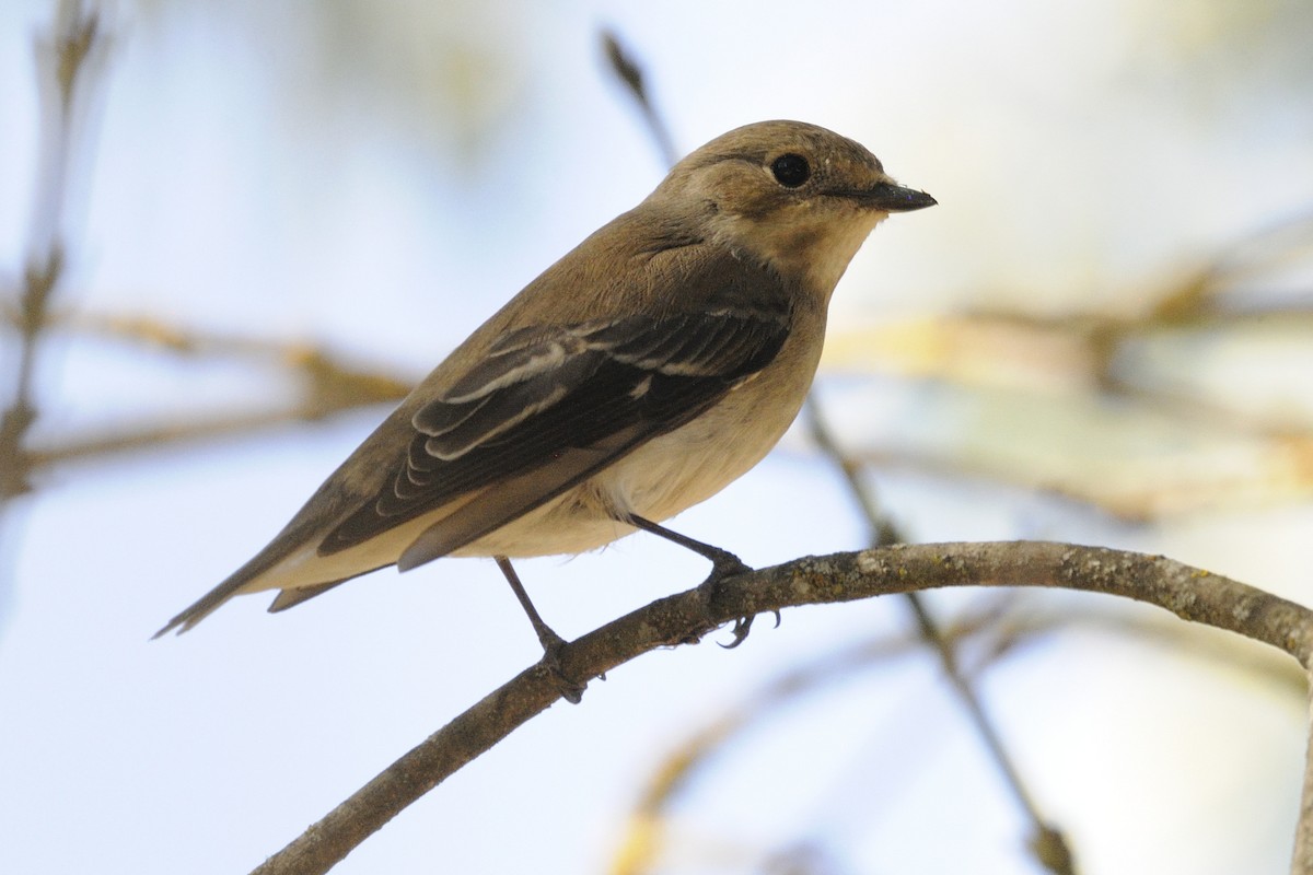 Мухоловка строката - ML647503451