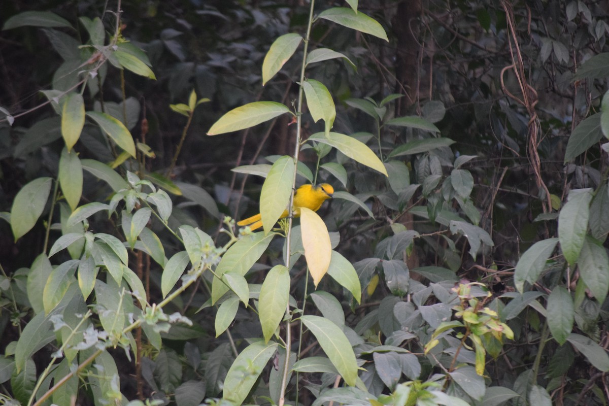 Личинкоїд пломенистий - ML647503453