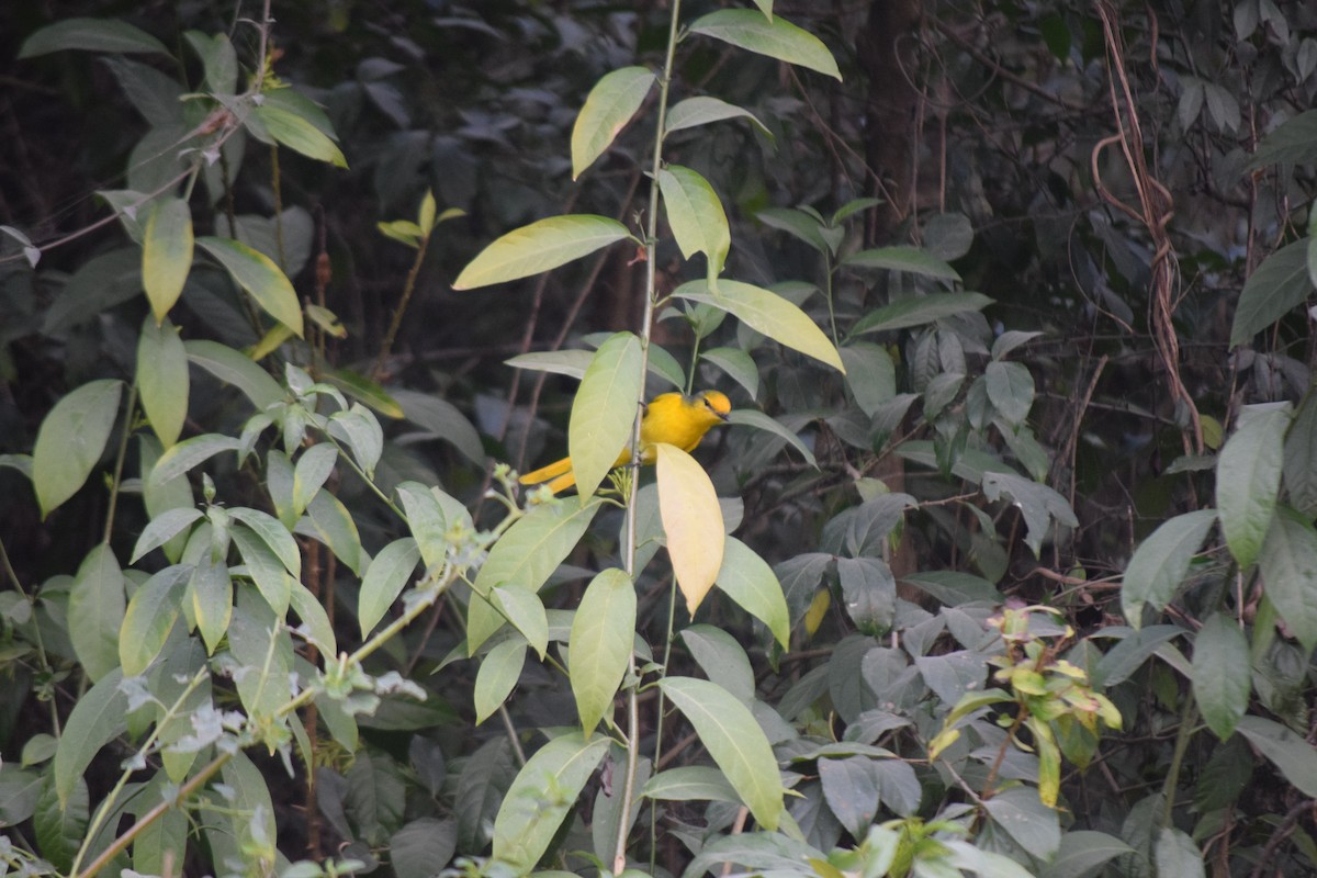 Личинкоїд пломенистий - ML647503454