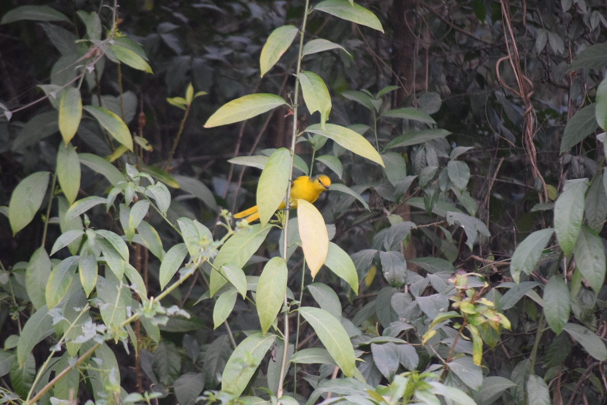 Личинкоїд пломенистий - ML647503455