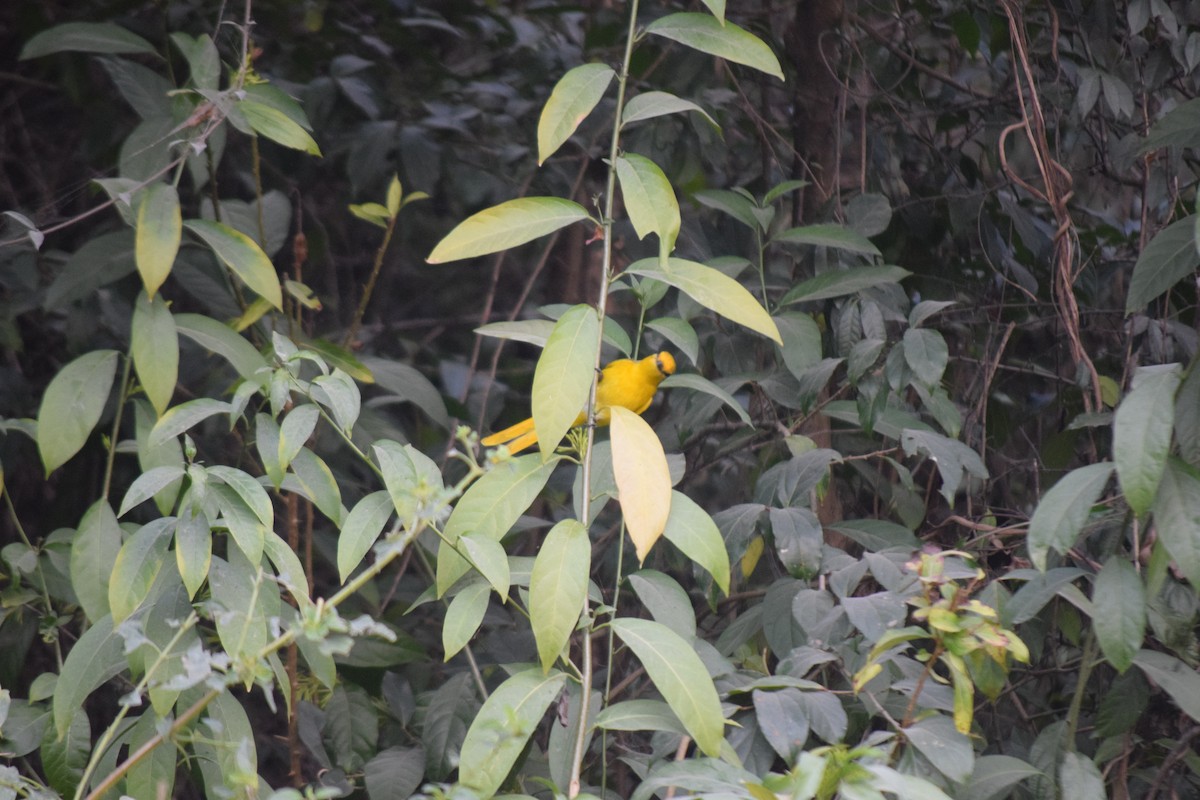 Личинкоїд пломенистий - ML647503456