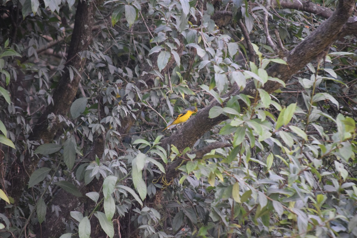 Личинкоїд пломенистий - ML647503457