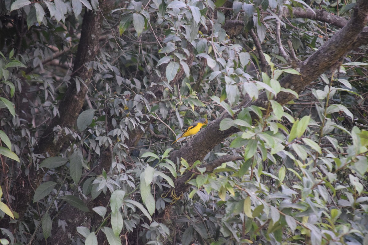 Личинкоїд пломенистий - ML647503458