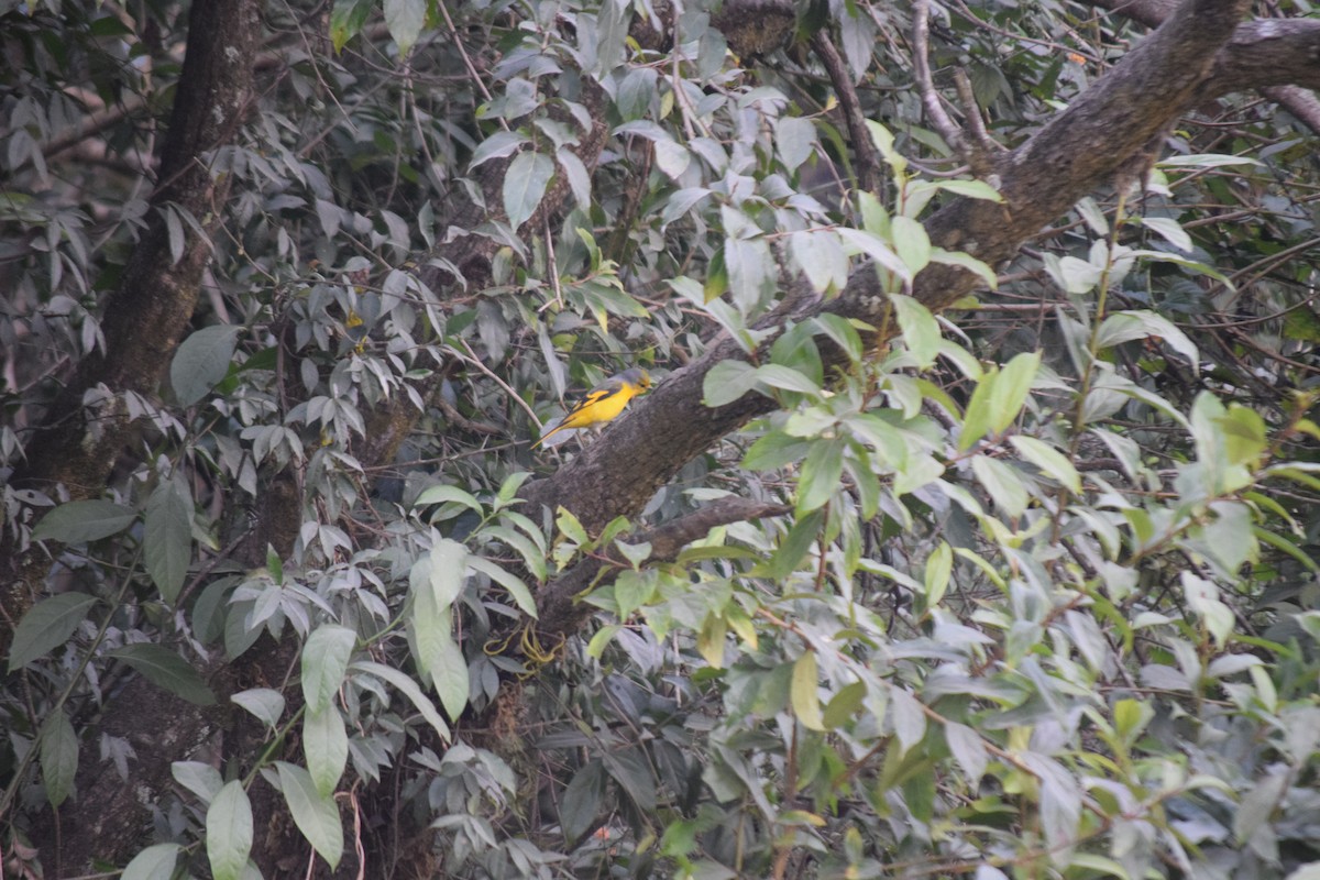 Личинкоїд пломенистий - ML647503459