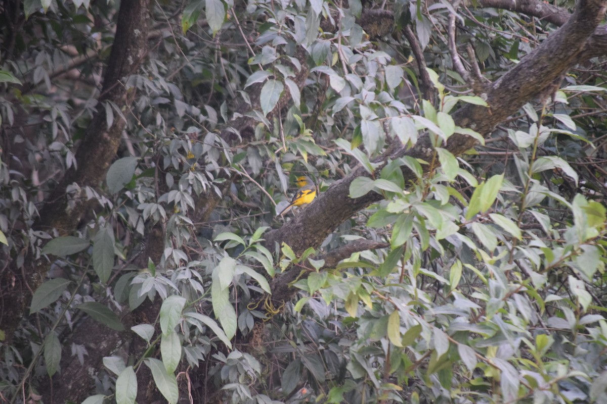 Личинкоїд пломенистий - ML647503460