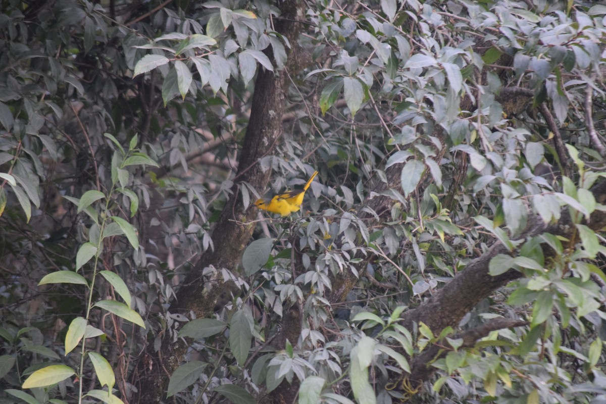 Личинкоїд пломенистий - ML647503461