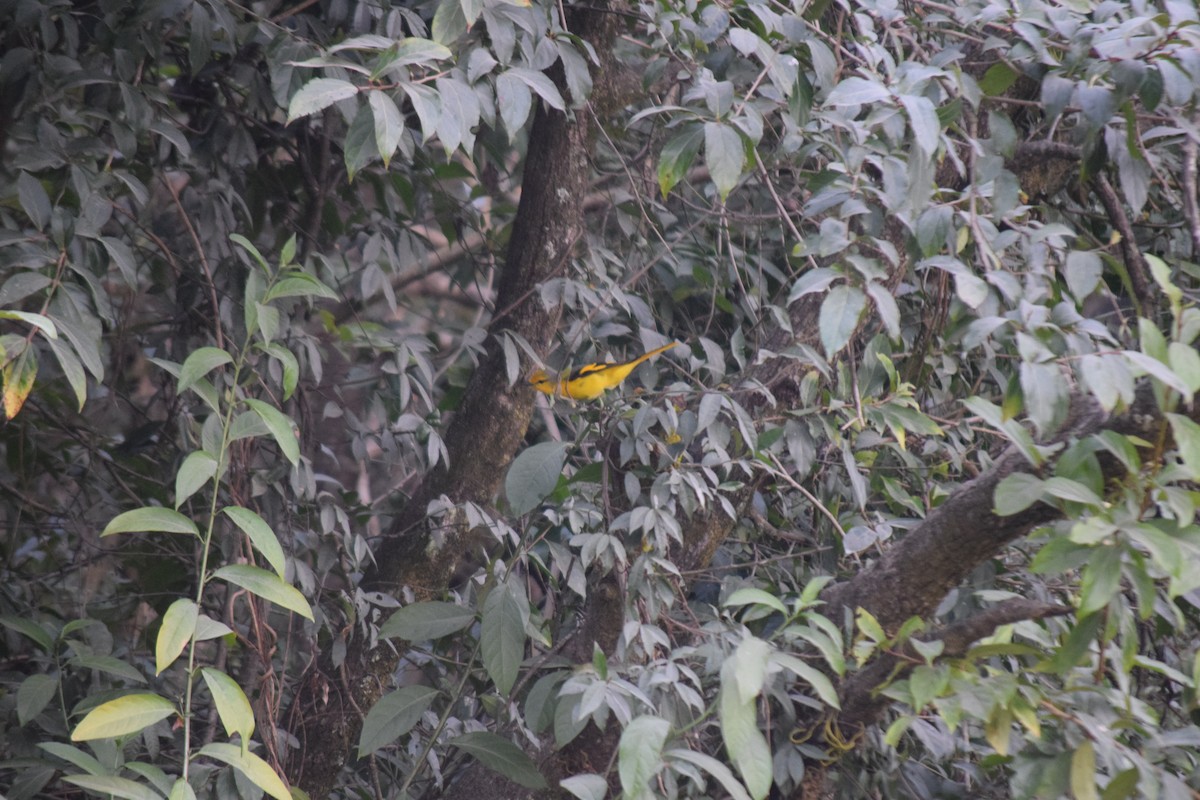 Личинкоїд пломенистий - ML647503462