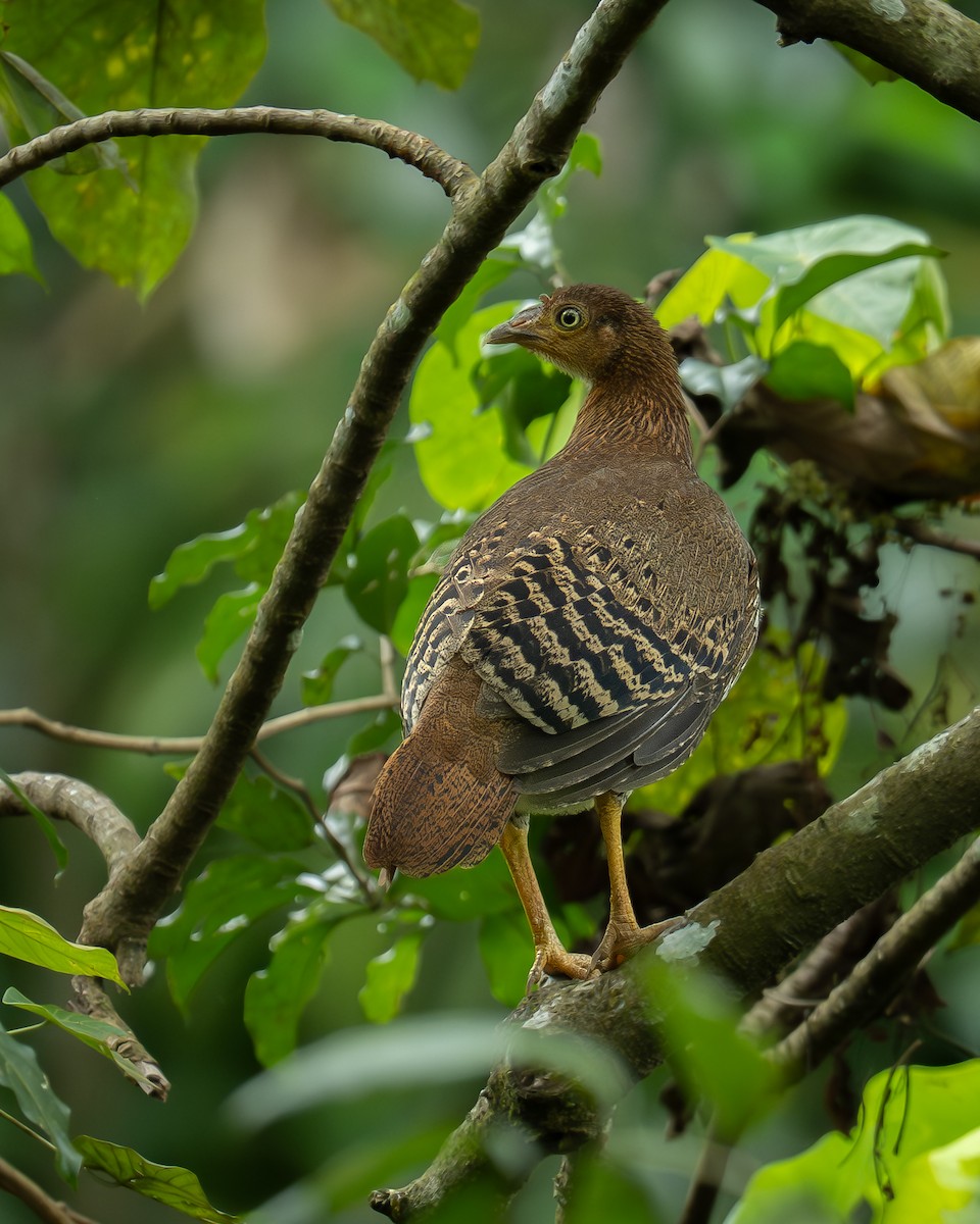 Курка ланкійська - ML647503467