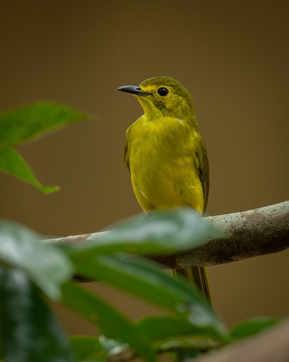 Бюльбюль жовточеревий - ML647503472