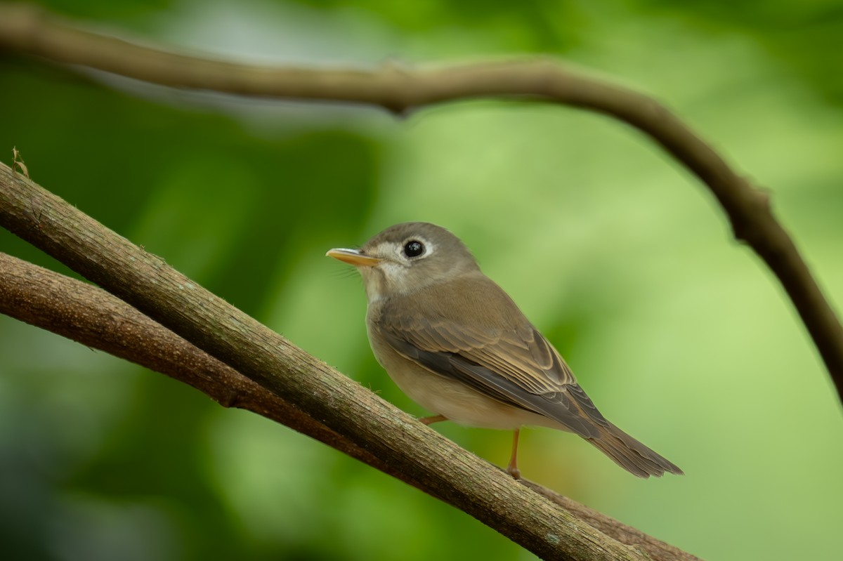 Мухоловка бамбукова - ML647503473