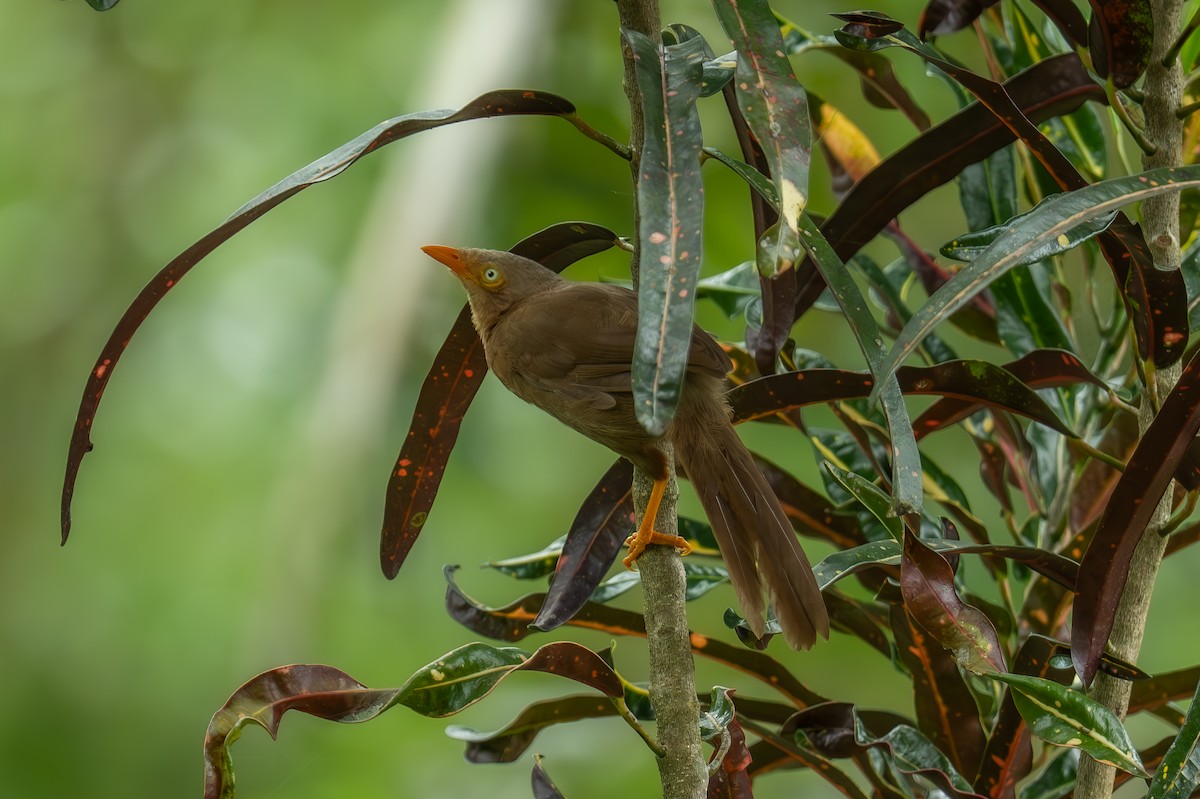 Кратеропа ланкійська - ML647503476
