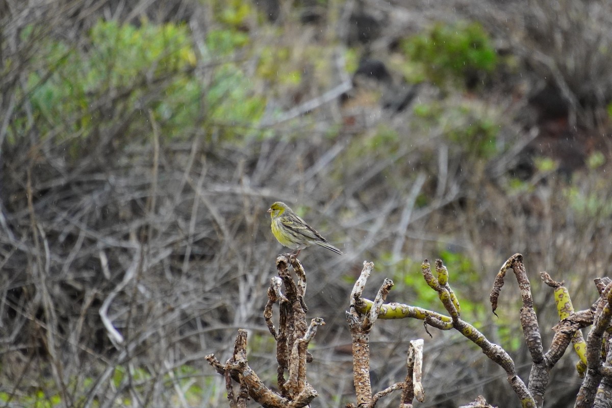 Канарка - ML647503479