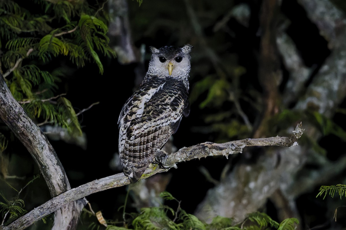 Пугач непальський - ML647503480