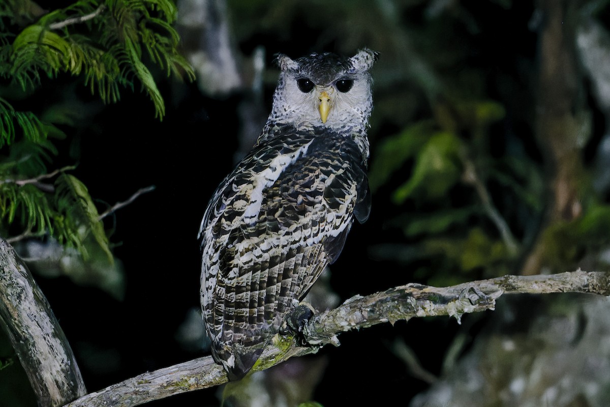 Пугач непальський - ML647503481