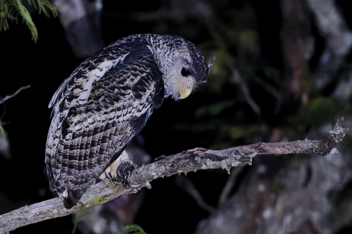 Пугач непальський - ML647503483