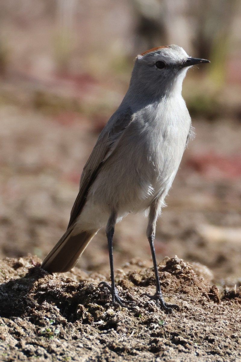 Дормілон блідий - ML647503485