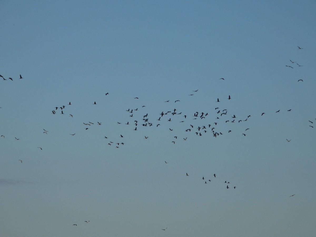 Kurrilo arrunta - ML647503486