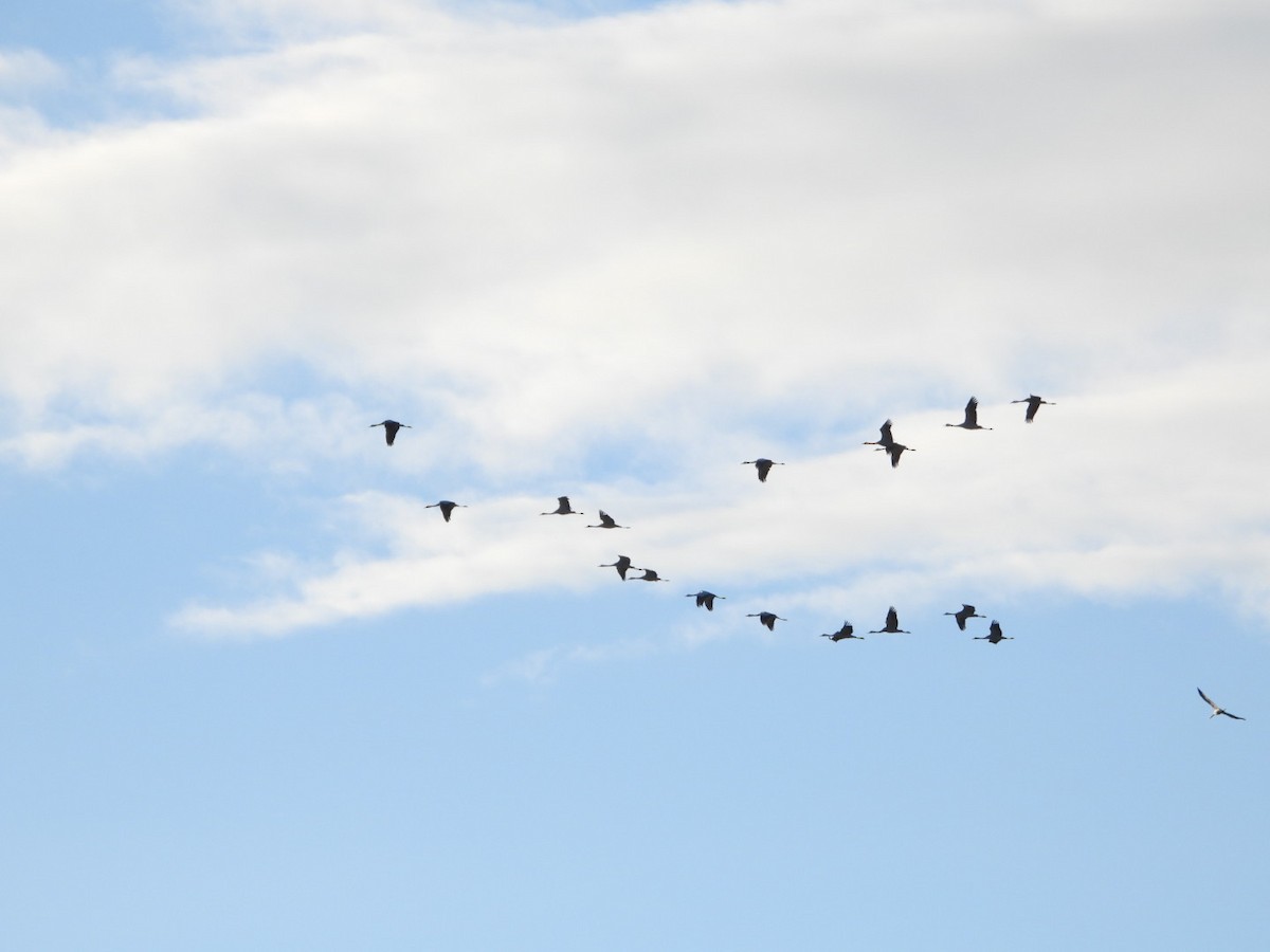 Kurrilo arrunta - ML647503487