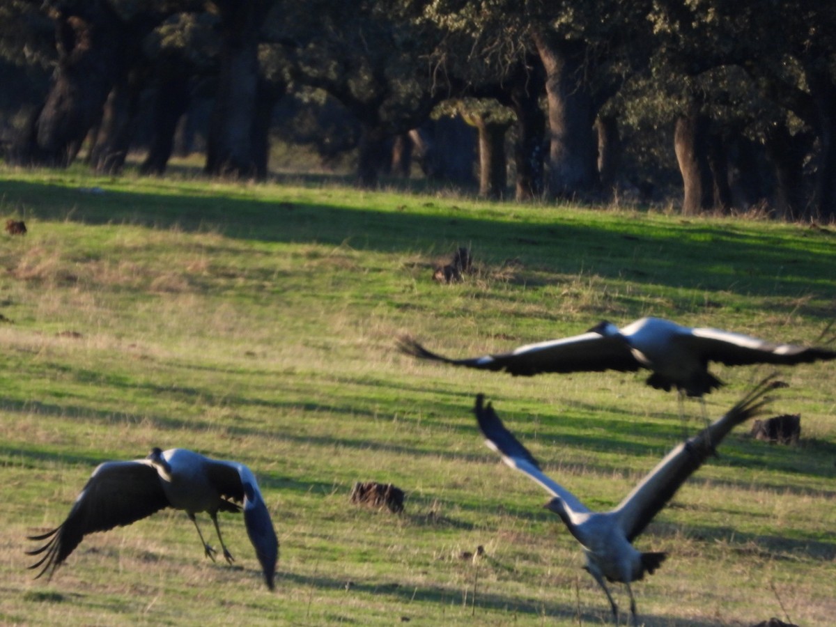 Kurrilo arrunta - ML647503488