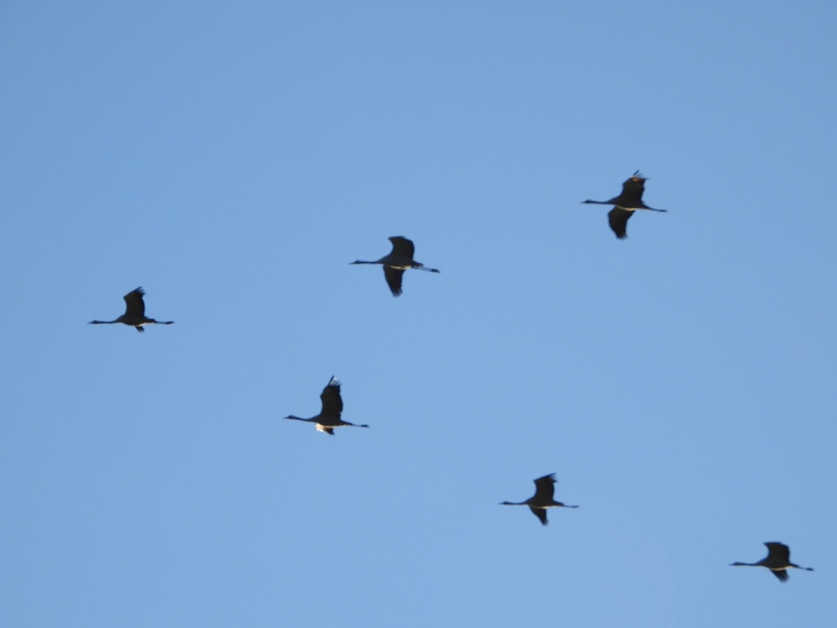 Kurrilo arrunta - ML647503489