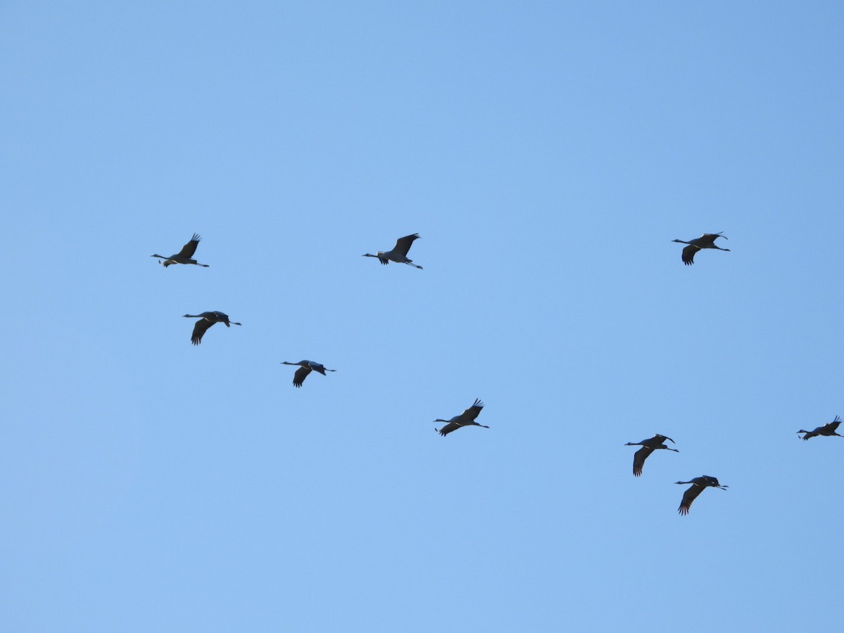 Kurrilo arrunta - ML647503490