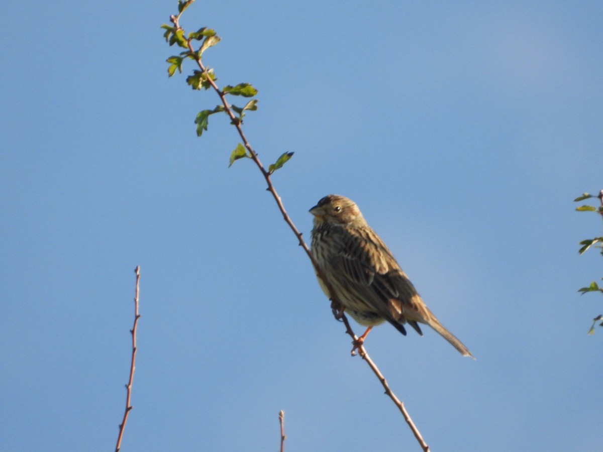 Gari-berdantza - ML647503493