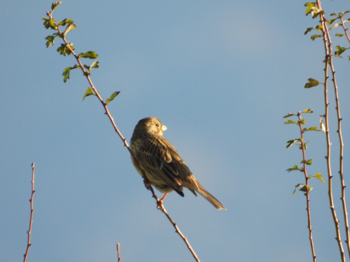 Gari-berdantza - ML647503494