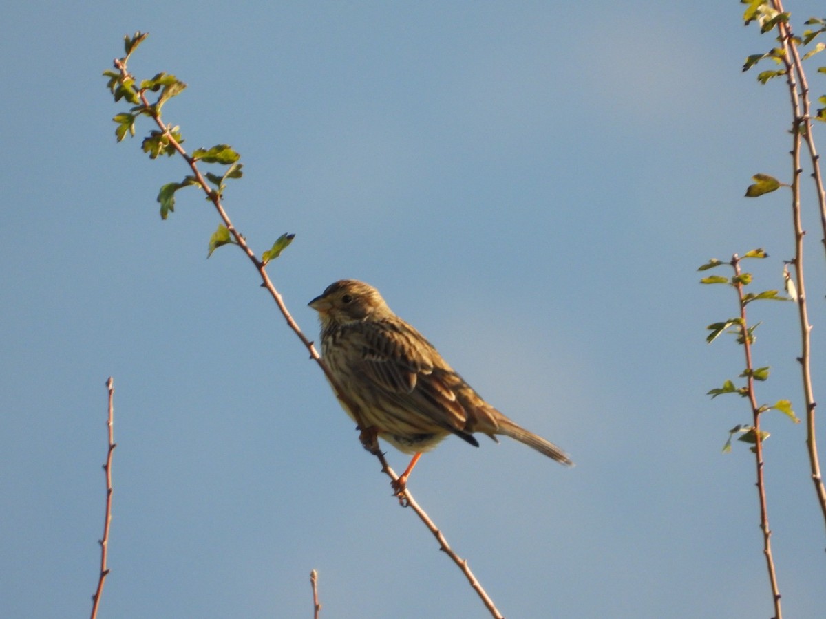 Gari-berdantza - ML647503495