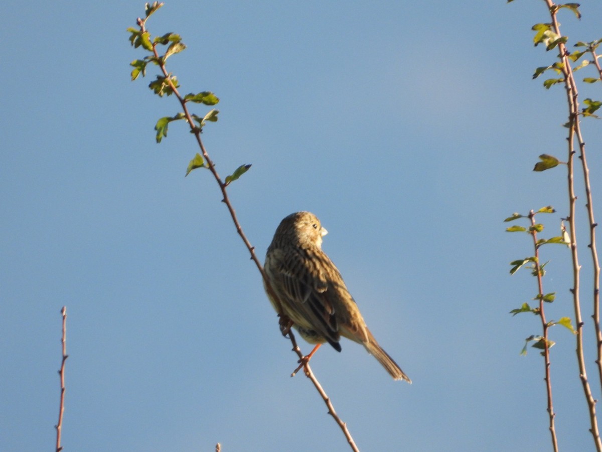 Gari-berdantza - ML647503496