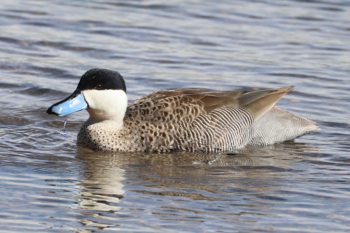 Puna-zertzeta - ML647503498