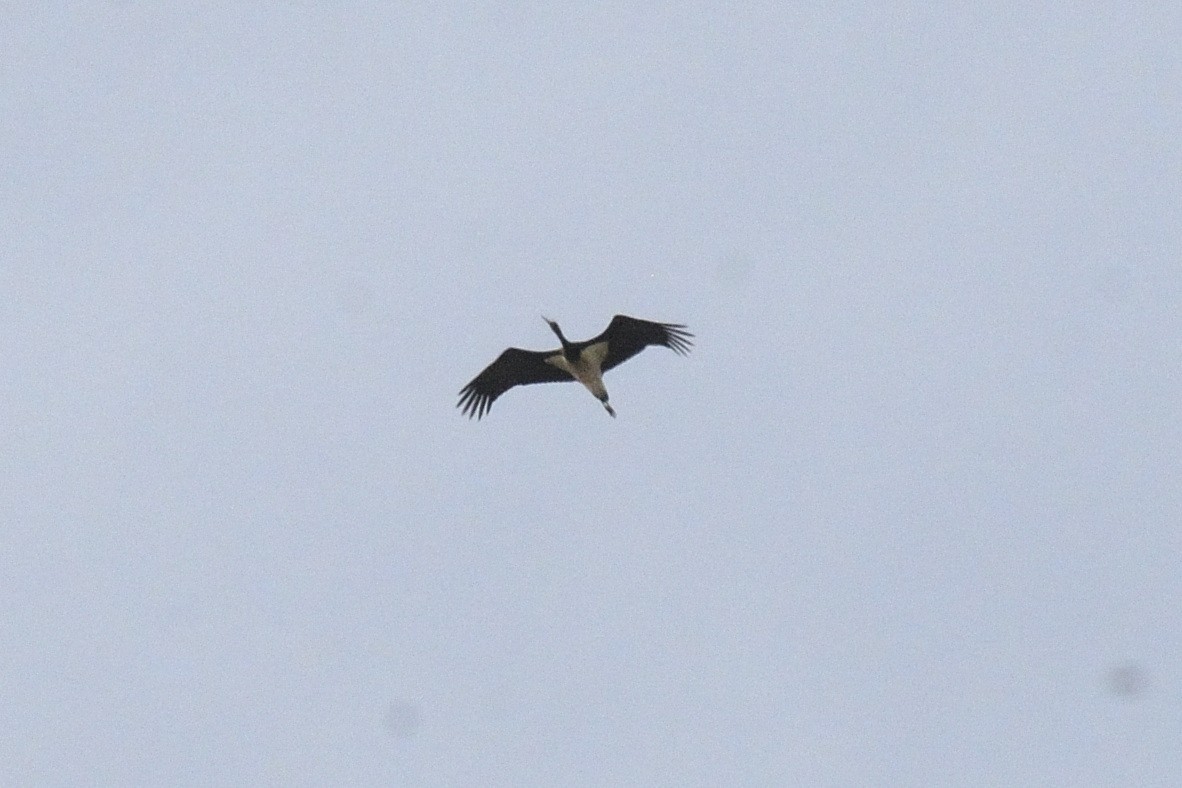 Zikoina beltza - ML647503503