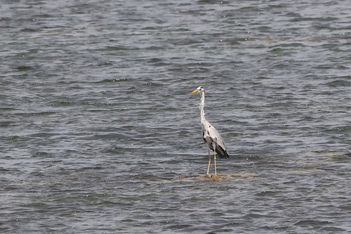 Koartza hauskara - ML647503506