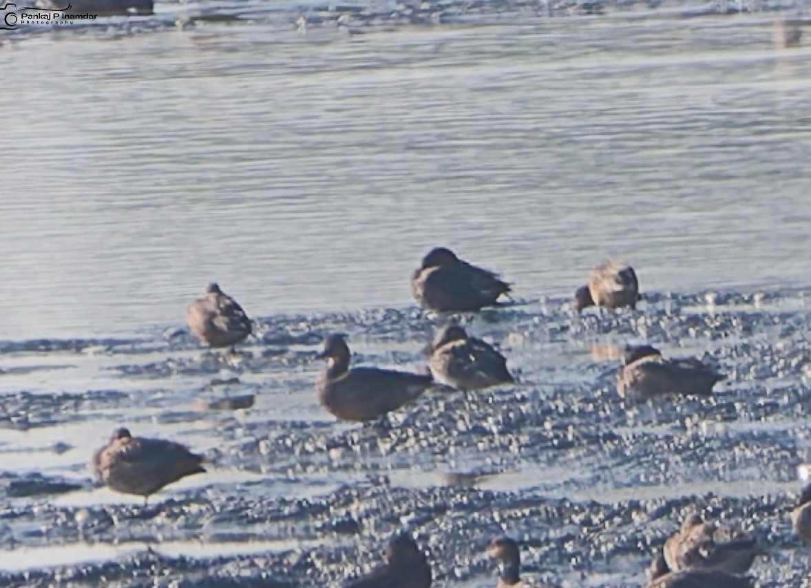 Murgilari arrea - ML647503507