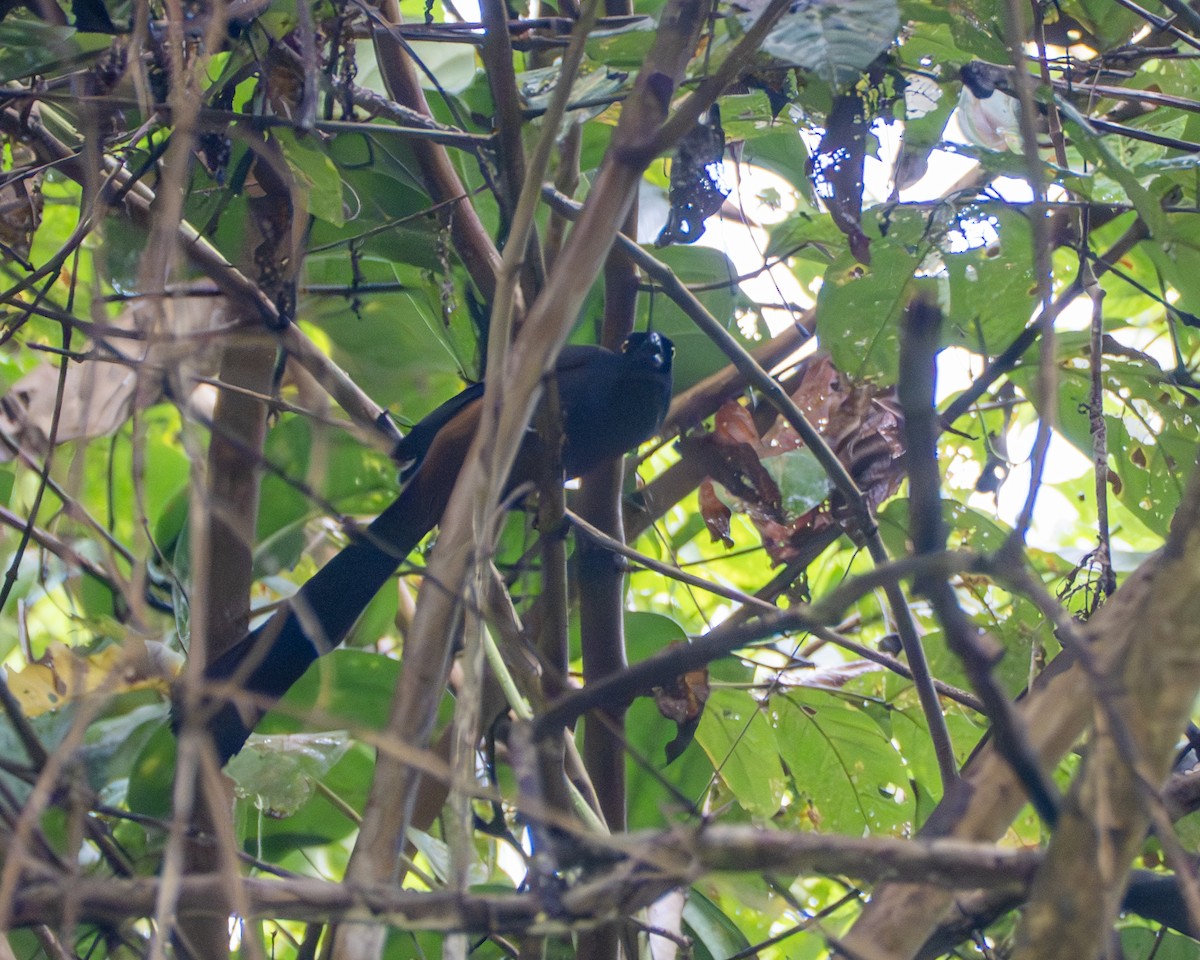 Andaman Treepie - ML647503508