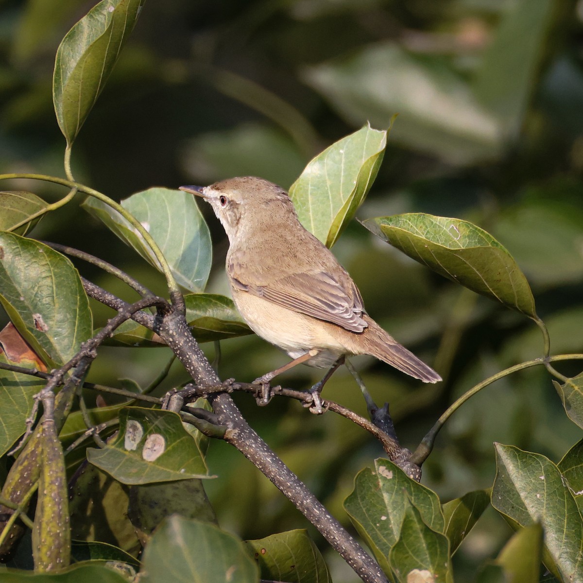 Zuhaixka-lezkaria - ML647503510