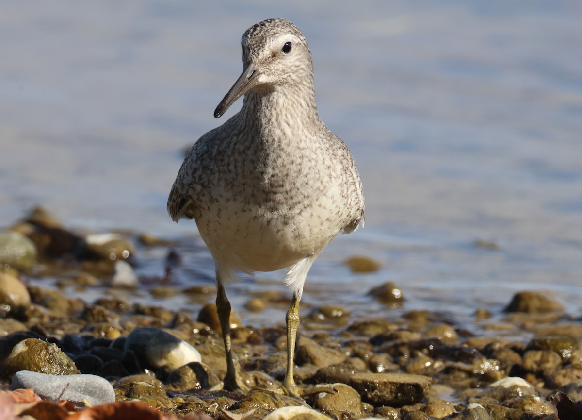 Red Knot - ML647503519