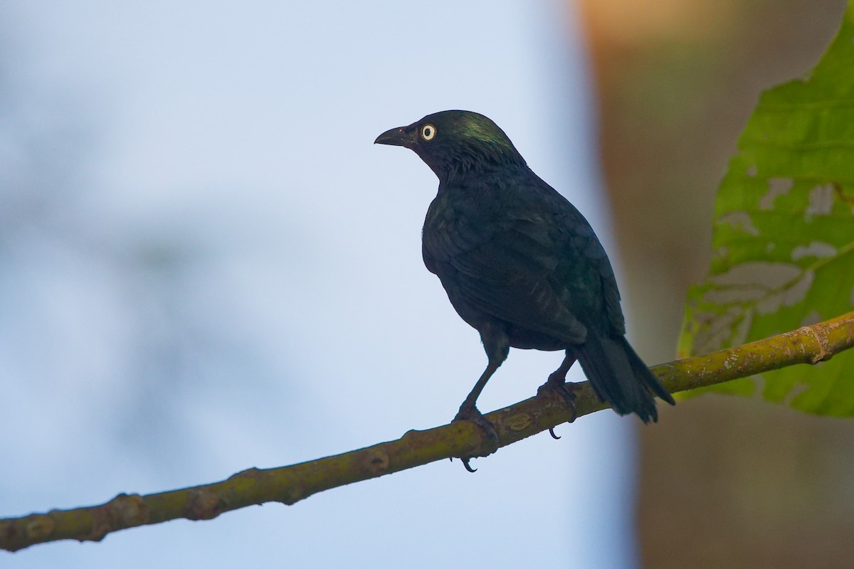 Asian Glossy Starling - ML647503528