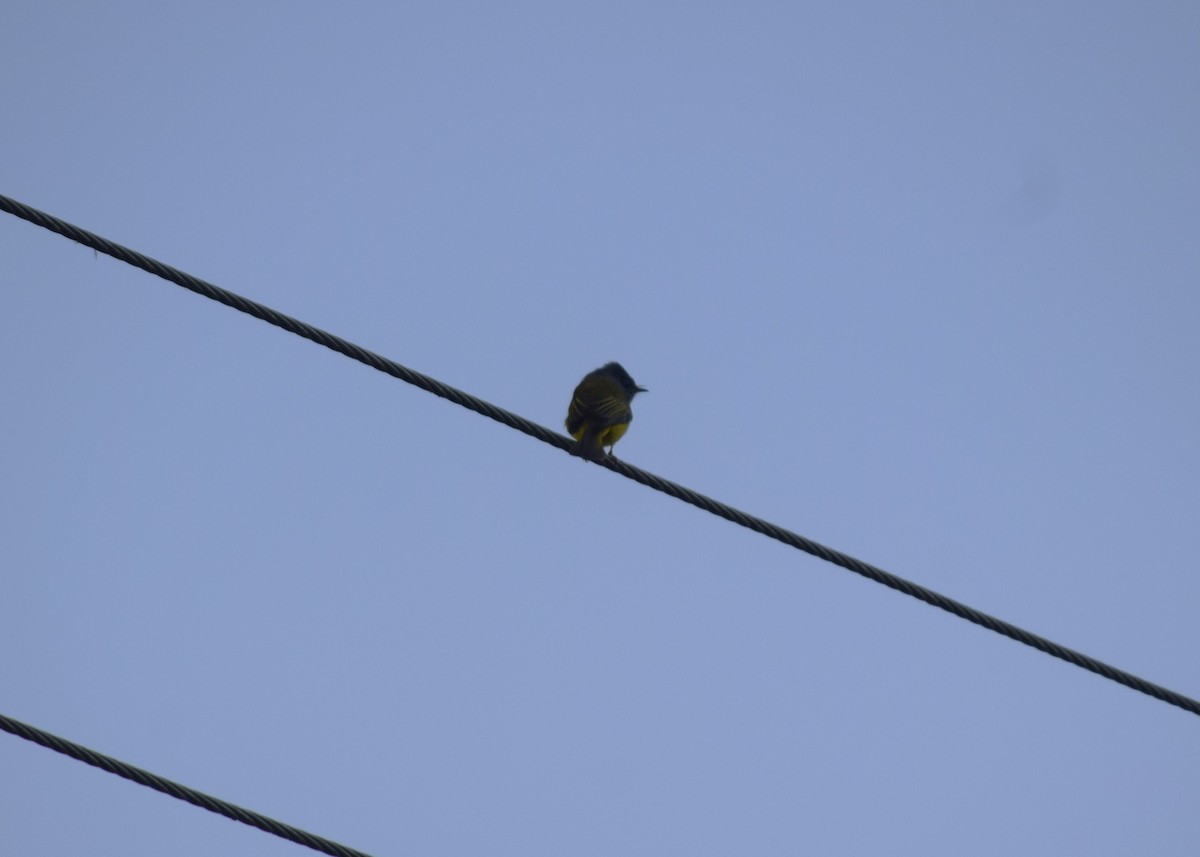 Gray-headed Canary-Flycatcher - ML647503534