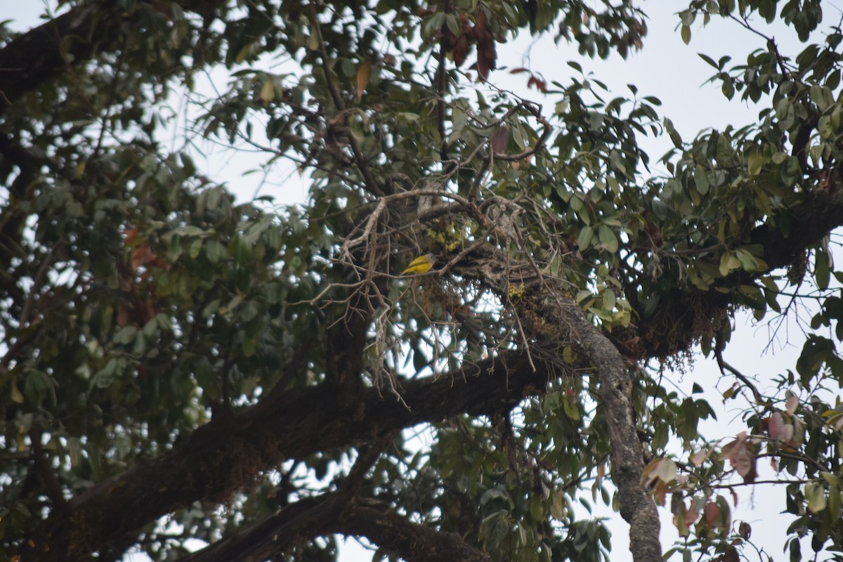 Gray-headed Canary-Flycatcher - ML647503535