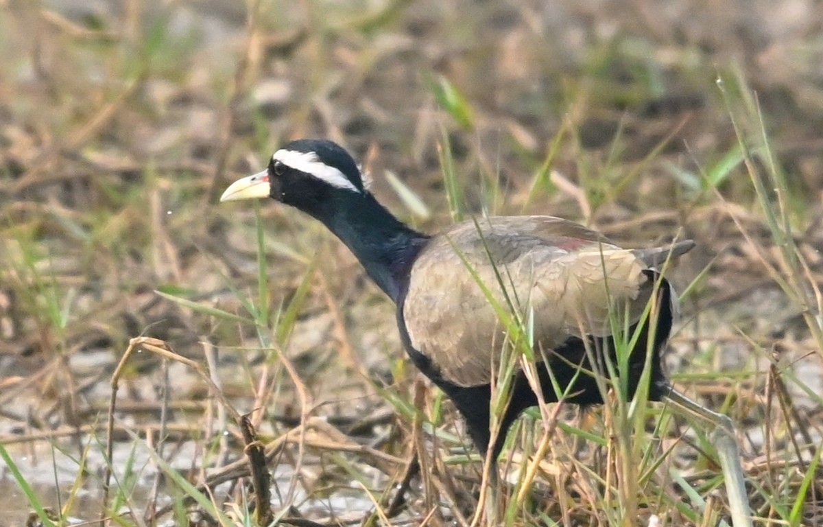 Бронзовокрылая якана - ML647503562