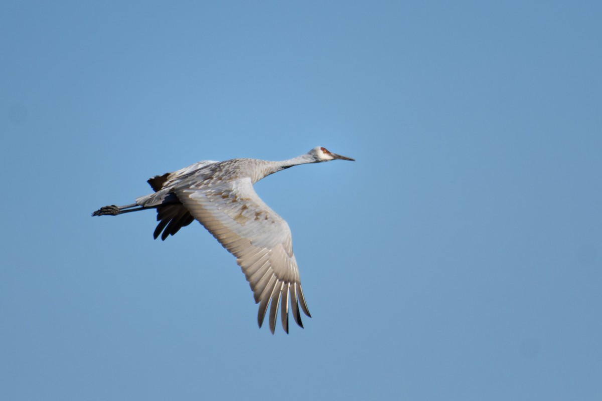 沙丘鶴 - ML647503611